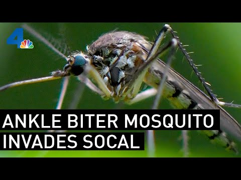 SoCal Sees Ankle Biter Mosquito Invasion | NBCLA