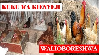 UFUGAJI WA KUKU WA KIENYEJI:jua mbinu tano za kuboresha ufugaji wa kuku wa kinyeji