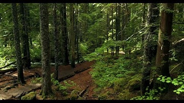 سورة يس كاملة برواية ورش عن نافع / القارئ منير بومان