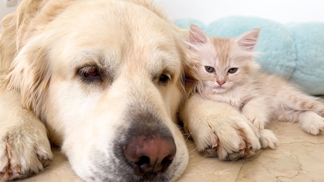 Kitten Refuse to Sleep Without Golden Retriever