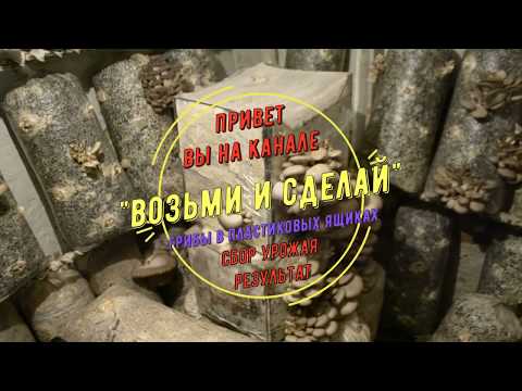 Грибы Вешенка Выращивание на Ящиках Сбор Урожая Альтернатива Грибным Мешкам Отчет