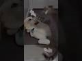 "This Dog &amp; Cat Duo Will Make Your Day 😂🐾 #Shorts" #cat #pawsn #funny