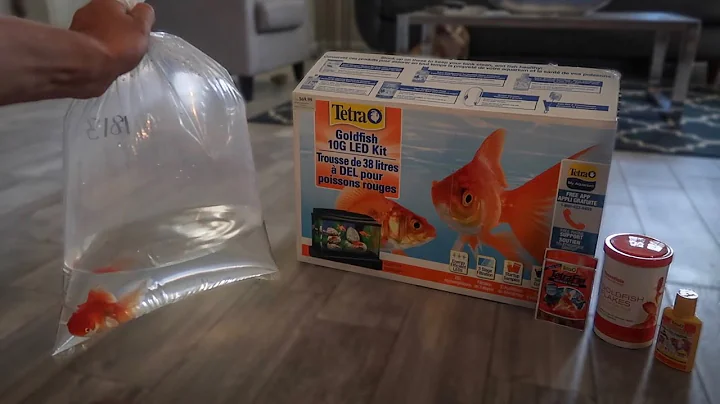 GOLDFISH *ONLY* AQUARIUM SETUP!! - DayDayNews