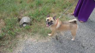 The Tortoise and the Dog (A Dog Meets a Tortoise)
