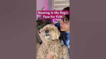 Blowing in My Dog’s Face For FUN 🐶💨 @TheJessiiShow #TheManniiShow.com/series
