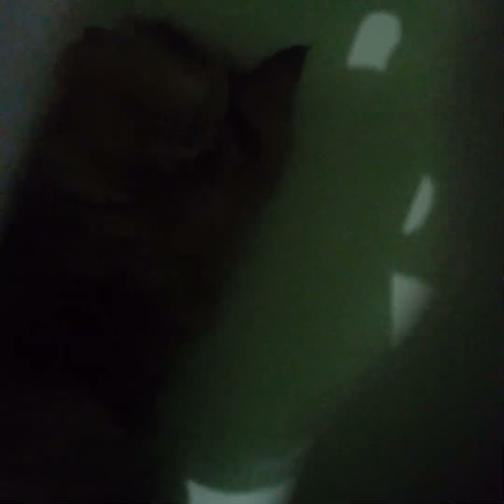 ela turu nengisor mejo