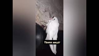 Albino / Burung Walet Putih