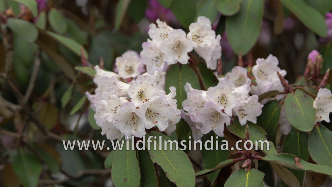 Bell Rhododendron campanulatum found in the sub-alpine Himalayan region of  Nepal