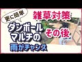 《4ヶ月後どうなった？／その雑草抜かなくて大丈夫！ダンボールマルチ／超簡単施工発見》雑草地獄から抜けだそう！ローコスト、除草剤無しで地球や土壌に優しい