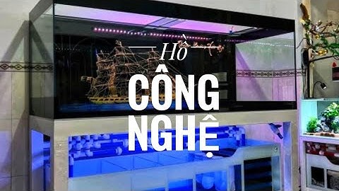Fish 219: Có nên sử dụng hồ Công Nghệ để nuôi cá vàng Ranchu?