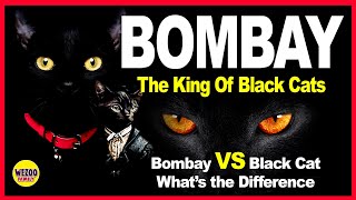 Bombay Cat the King Of Black Cats  (Bombay Cat vs Black Cat) What’s the Difference.
