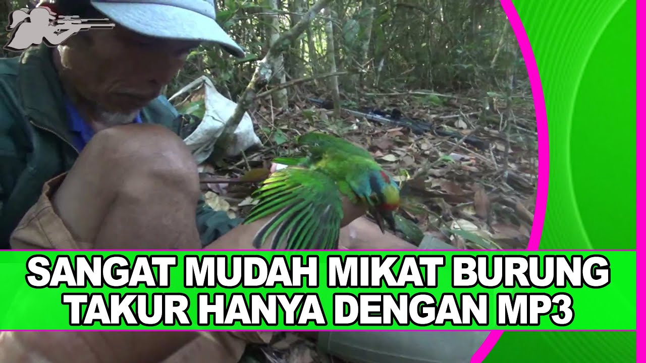 Mikat Burung Takur Menggunakan Suara MP3 
