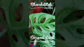 Cocopeat stand untuk pokok sundal bolong. #calatheavarieties #plantsvarieties #rarecalathea