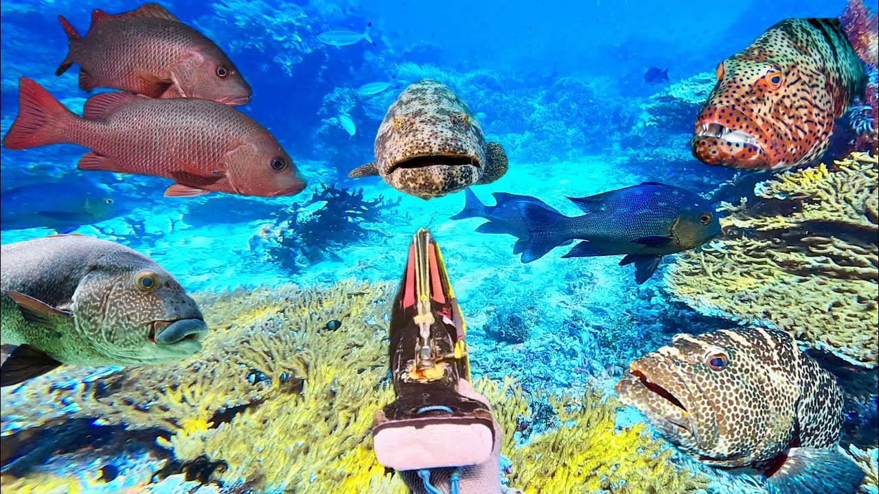 #Eps 133 Berburu ikan monster di surga nyata bawah laut pulau OBI MALUKU UTARA 