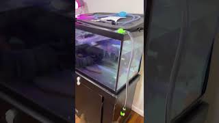 Python - no spill water change system! Gamer changer!! #aquarium ￼