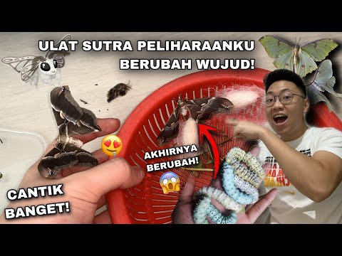 Video: Apakah ulat tanduk tomat berubah menjadi ngengat?