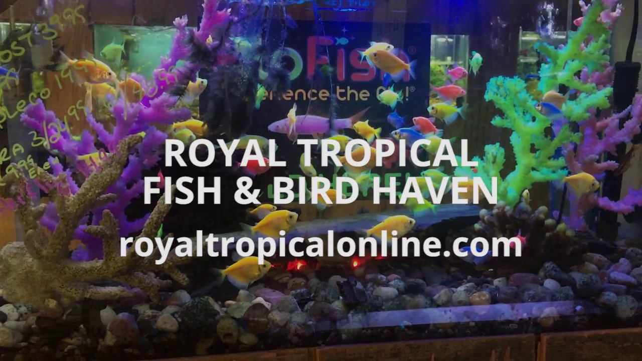 royal tropical fish