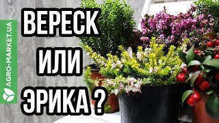 ТОП-основных различий между вереском и эрикой | Agro-Market.ua ТОП-основных различий между вереском и эрикой | Agro-Market.ua
