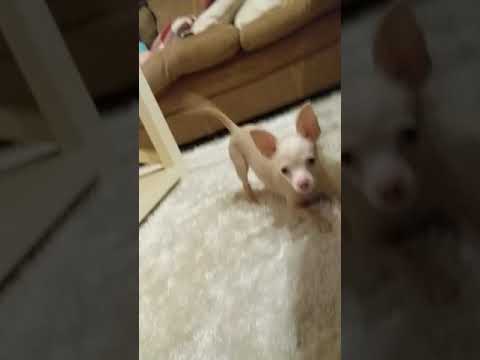 albino chihuahua puppy demands