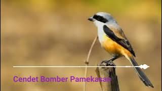 Suara Cendet Bomber Pamekasan
