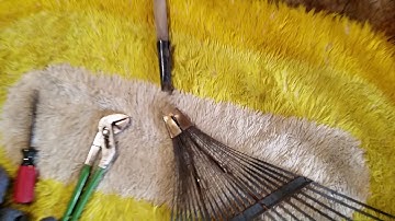 Broken Leaf Rake Delima. (Part 1 of 2 short videos)