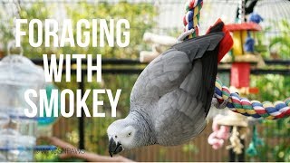Foraging Fun With Smokey