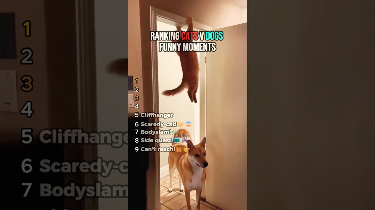Ranking the Top Cats vs Dogs Showdown! 🐱🐶 