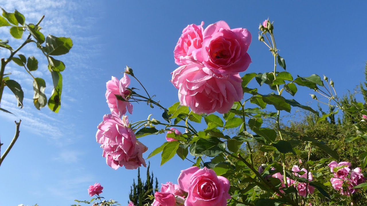 植物公園秋のバラ園