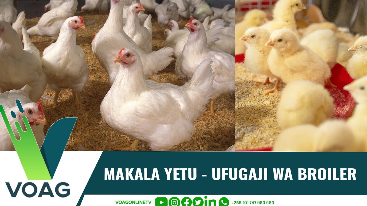 MAKALA YETU | EP 20: BROILER; UFUGAJI WA KUKU WA KUKU KIBIASHARA
