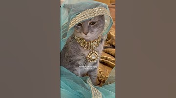 wait for it.. #cat #cats #viral #comedy #funny #kitten #pets