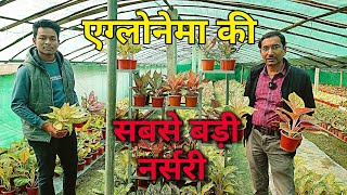 अग्लोनेमा की इतनी बड़ी नर्सरी मैने आज तक नहीं देखीं / Biggest Aglaonema Nursery in Kolkata