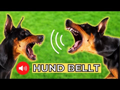 5 Hunderassen und ihr Bellen ? hundegebell soundeffekt