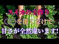 【スイカ栽培】これだけは注意！失敗しないための土づくりのコツを解説 | 植物 | リノベーション | 雑草対策