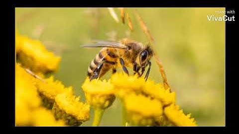 سورة الرحمن بصوت الشيخ ماهر المعيقلي قرأه تريح القلوب والعقول