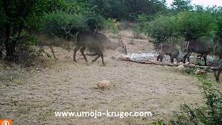 Waterbuck bliss in the garden, join us on a virtual safari at Umoja Kruger