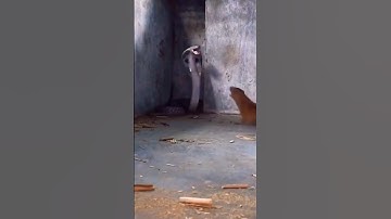 Mongose vs Cobra. #mongoose #cobra #alvishyadav #snakevideo