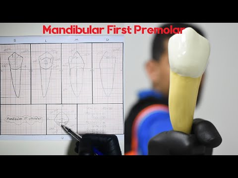      رسم الأسنان