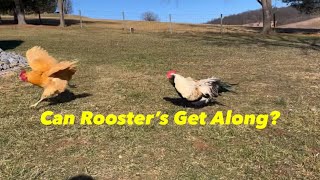 2 Roosters, 1 Flock?  Yes You Can!!!