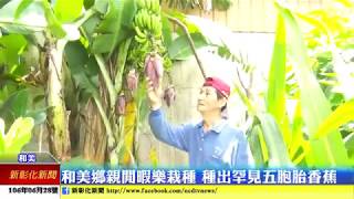 新彰化新聞20170628 和美鄉親閒暇樂栽種 種出罕見五胞胎香蕉