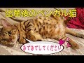 出産後のベンガル猫のベルの甘えたオネダリ攻撃が可愛い