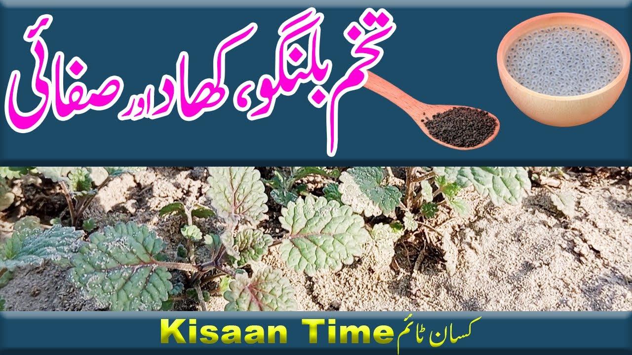 Farming of tukh malanga Tukh Malanga ki kasht tukhme balanga تخم ملنگا کی کاشت kisan time کسان ٹائم