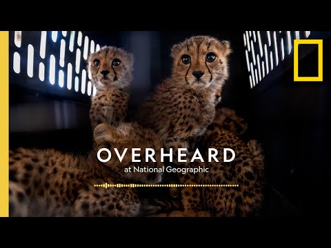 Cracking Down on Cheetah Traffickers | Podcast | Overheard at National Geographic