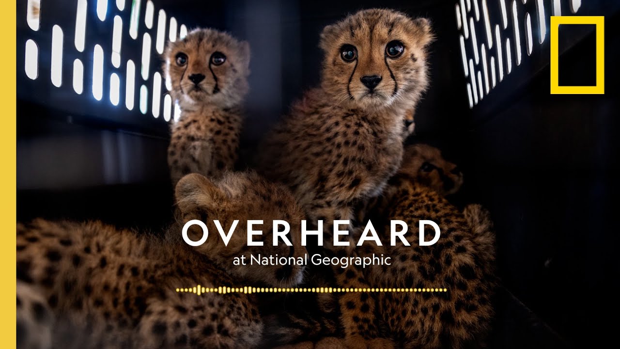 Film backdrop image for Cracking Down on Cheetah Traffickers (2021)