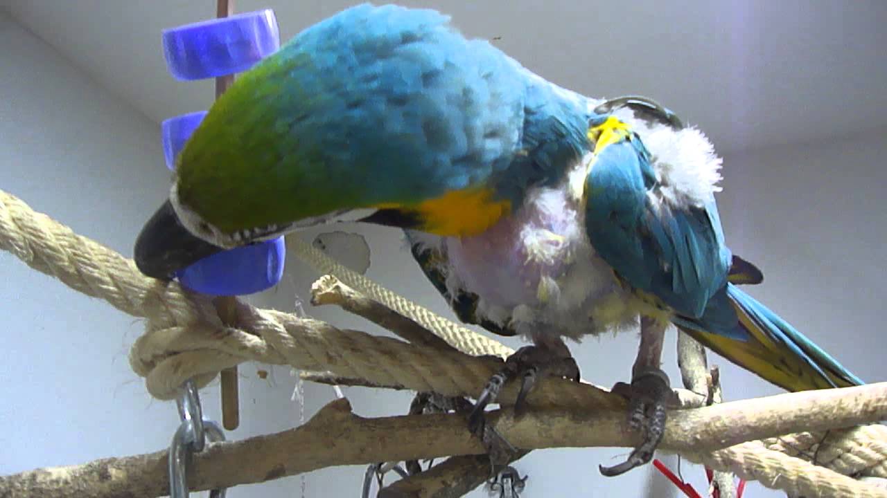 Verschlusskappenspiel