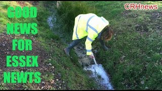 Crhnews - Bubbling Brooks Grey Scum Safe For Essex Newts