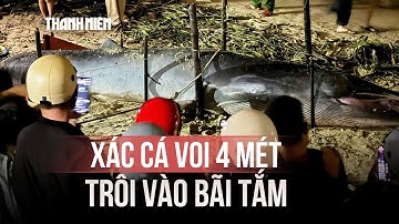 Xác cá voi dài 4 mét trôi dạt vào bãi tắm Liên Chiểu Đà Nẵng