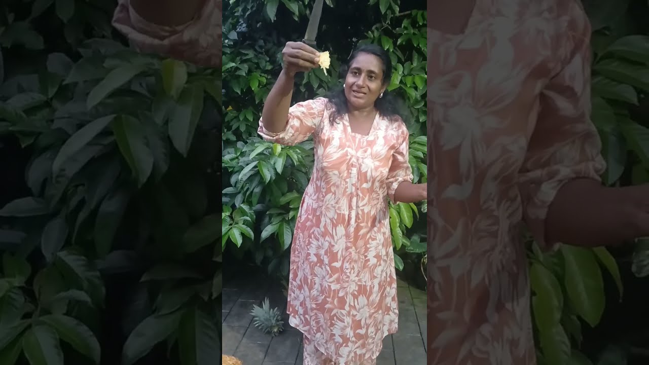 മുള്ള് ഇല്ലാത്ത പൈനാപ്പിലിന്റെ രണ്ടു വെറൈറ്റികൾ  