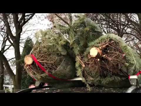 Weihnachtsbaum schlagen im Rheinland und Bergischen Land - YouTube