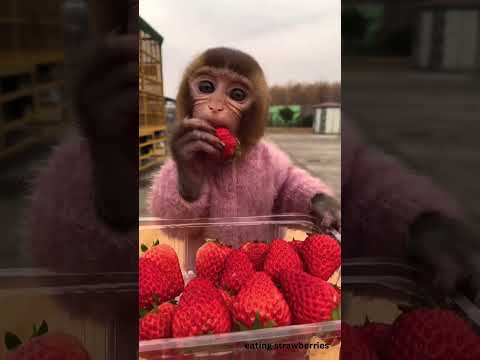 monkey lina eating strawberries #animals #comedy #cute #funny #monkey #sweet #strawberry