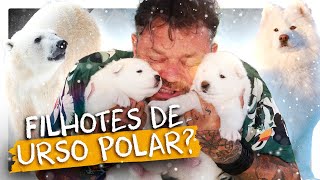 ENCONTREI FILHOTES DE URSO POLAR! SAMOIEDA! | RICHARD RASMUSSEN